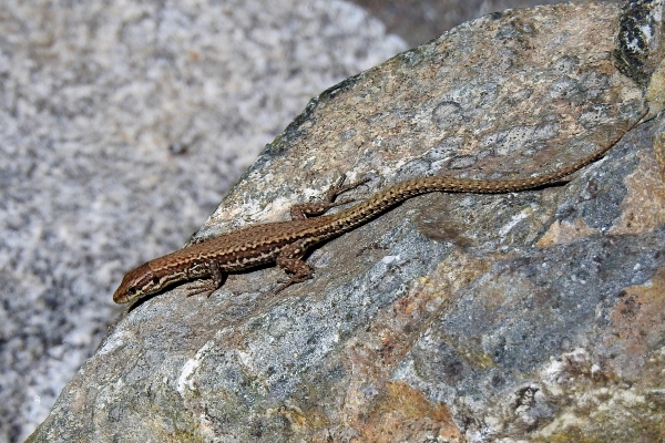Photo of Podarcis muralis by Val George